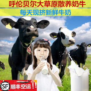 每日新鲜纯牛奶订购新鲜包邮孕妇儿童瓶装呼伦贝尔新鲜现挤生鲜奶