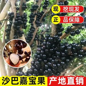 嘉宝果树特大果苗葡萄苗艾斯卡四季早生大福冈果树苗盆栽当年结果