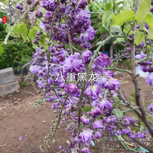 八重黑龙 八重黑龙品牌 价格 阿里巴巴 八重黑龙 八重黑龙品牌 价格 阿里巴巴
