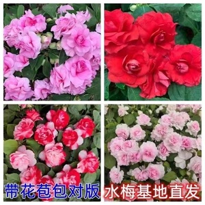 水梅花苗重瓣非洲重瓣凤仙花盆栽阳台花卉多年生四季开花带花发货