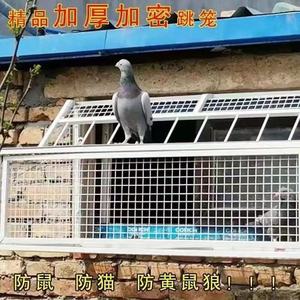 鸽子跳笼 信鸽赛鸽用品用具 鸽棚鸽舍进口 只进不出跳笼 放飞笼门