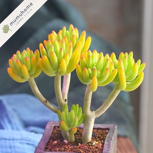八千代多肉植物 八千代多肉植物品牌 价格 阿里巴巴
