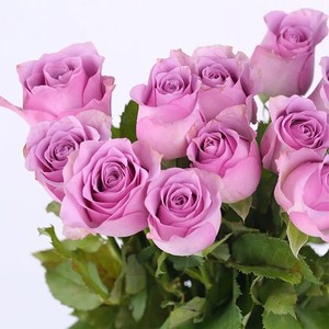 耐热新品紫霞仙子月季玫瑰盆栽花苗阳台庭院直立丰花多季节开花卉