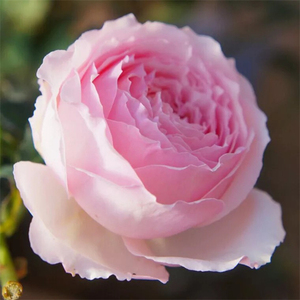 日本新品月季美咲/Misaki 庭院玫瑰丰花浓香月季玫瑰花扦插小苗