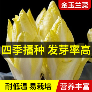 金玉兰菜种子软化菊苣苦苣种子籽菜根种孑种苗白玉兰种子黄芽菜种
