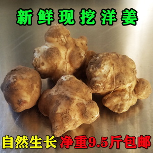 洋姜 新鲜现挖野生陕北菊芋姜不辣酱菜生吃凉拌5斤地姜10斤鬼子姜