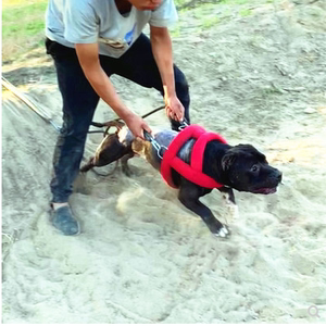 比特犬大型犬斗狗训练用品弹簧绳猛犬锻炼爆发力弹力绳带扣背带