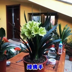 东北一品君子兰绿花异景绿佛手翻瓣黄花阳台绿植客厅玄关盆栽花卉