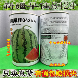 新疆早佳8424F1罐装A级西瓜种籽懒汉无籽西瓜早熟耐高温高产抗裂