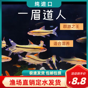 一眉道人观赏鱼纯进口灯科鱼小型草缸群游热带鱼可混养易养易喂食
