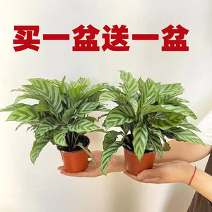 翠叶竹芋盆栽室内耐阴植物四季常青净化空气客厅好养活的水培绿植