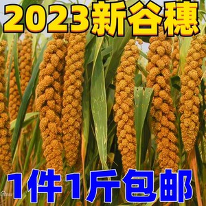 2023秋新收黄谷穗 天然带壳小米穗 鹦鹉玩具谷子穗逗仓鼠棒1斤