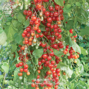 甜百万樱桃番茄种子苗英国进口蔬菜水果阳台盆栽高产超甜小西红柿