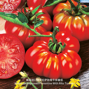 佛罗伦萨肋骨牛排番茄种子进口传家宝老品种高产易种家庭阳台蔬菜