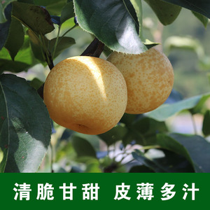 黄金梨紫云贵州水梨安顺梨子新鲜水果吃的贵州特产5斤包邮