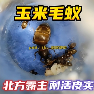 玉米毛蚁后宠物蚂蚁活蚁后产卵原生收获蚁沙林蚁行军蚁铺道蚁猛蚁