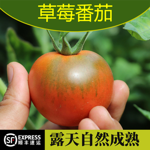 草莓番茄云南元谋自然熟铁皮西红柿应季水果番茄农家自种露天柿子