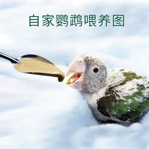 不锈钢勺子鹦鹉喂奶器手养八哥鹩哥玄凤虎皮BB雏鸟幼鸟奶粉喂奶勺