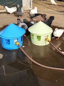 鸽子自动喂水器喂水壶信鸽赛鸽观赏鸽子用品用具饮水器补水喂水给