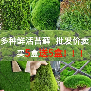 鲜活多种苔藓 微景观材料植物盆栽铺面 假山水陆缸造景乌龟垫青苔