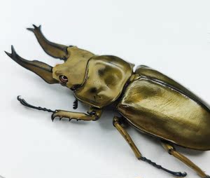 黄金鬼锹 黄金鬼锹品牌 价格 阿里巴巴