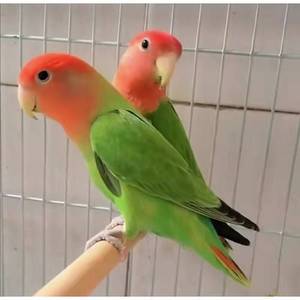 紫罗兰日本桃桃脸牡丹鹦鹉活鸟，黄桃绿桃学说话宠物鸟养成可繁殖