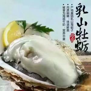 现捞中国乳山牡蛎生蚝鲜活10斤包邮新鲜鲜活水产海鲜山东威海