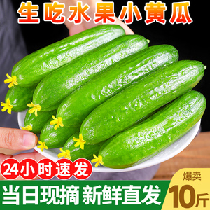 水果黄瓜新鲜生吃小黄瓜青瓜10斤时令蔬菜即食白玉女旱黄瓜苗整箱