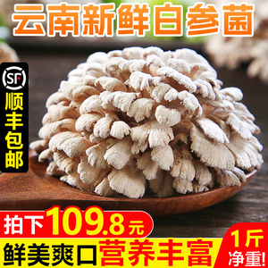 云南新鲜白参菌500g当季食用雪莲花菌菇煲汤蔬菜特产整箱时令包邮