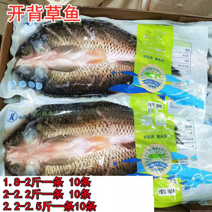 开背草鱼新鲜冷冻烤鱼1.8-2.4斤10条活杀混子鱼水产整条商用食材