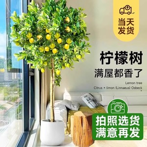 香水柠檬树盆栽带果可食用绿植大型室内客厅阳台四季开花植物好养