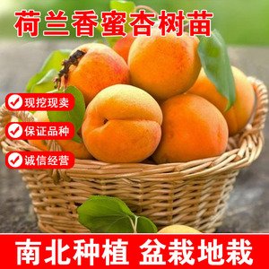 新品种杏树嫁接苗荷兰香蜜杏树苗特大极丰产香杏子苗南方北方种植