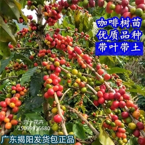 咖啡苗 咖啡树苗当年结果  云南卡蒂姆咖啡树苗 咖啡盆栽四季种植