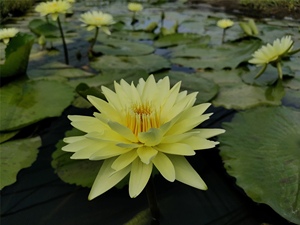 九品香水莲花苗—黄金国—热带睡莲品种苗带花苞发货香味浓可泡茶