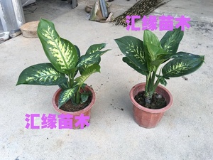 包邮热销花卉斑马万年青银皇后水培植物室内阳台盆栽原土发货