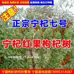 枸杞苗红枸杞树苗宁夏宁杞7号大果枸杞树当年结果红枸杞盆栽地栽