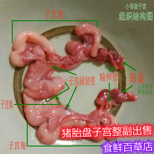 散养猪 猪卵巢猪阴户 母猪外阴大肠头 土方子猪阴道 猪胎盘子食用