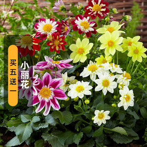 夏秋花种 夏秋花种品牌 价格 阿里巴巴 夏秋花种 夏秋花种品牌 价格 阿里巴巴