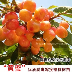 黄蜜大樱桃苗樱桃树苗南北方地栽种植果树苗盆栽嫁接矮化当年结果