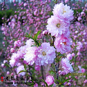 小叶榆叶梅梅花重瓣榆叶梅郁李树苗庭院观花植物盆栽地栽芳香花卉