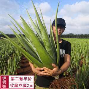 芦荟盆栽植物室内美容院罐肤专用新鲜超大库拉索绿植食用果肉花卉