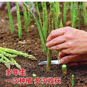 芦笋种子四季种植蔬菜之王进口绿芦笋种籽抗热耐寒蔬菜种子大全