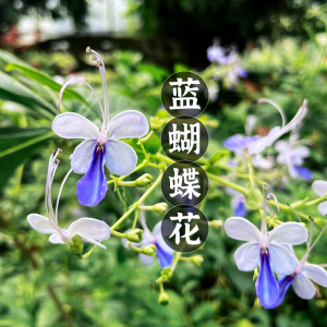 蓝蝴蝶花卉阳台盆栽植物蓝蝴蝶四季开花超仙花卉植物花似蝴蝶蓝色