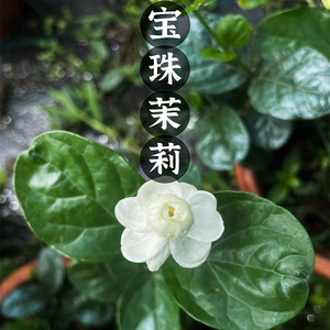 圆叶宝珠茉莉重瓣四季开花老桩独杆花苗阳台花正宗宝珠茉莉芳香花