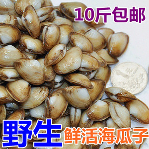 连云港海鲜贝类 新鲜鲜活海瓜子 海沙子小蛤蜊白瓜子优质野生包邮