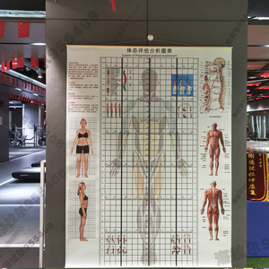 挂式体态评估表瑜伽健身私教体位姿势体测表身体评估背景墙贴图