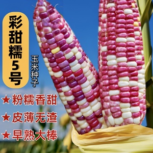 甜糯五彩玉米籽种子鲜食玉米易种植四季蔬菜种子早熟大棒庭院农家
