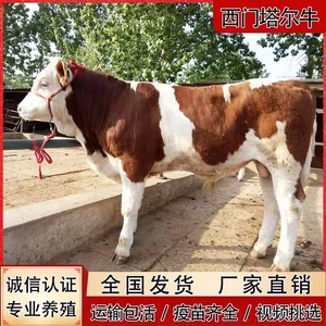 西门塔尔牛肉牛犊活牛出售西门塔尔牛犊子小母牛鲁西黄牛养殖技术