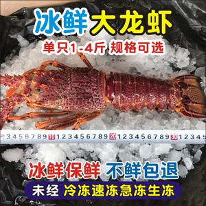 大龙虾鲜活冰鲜澳洲锦绣龙虾新西兰纽龙海鲜水产1-4斤波士顿龙虾