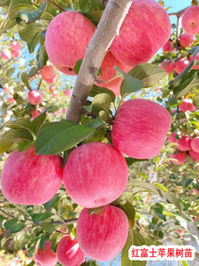 秋天的苹果树大树陕西红富士苹果苗花牛丑苹果树果苗南方北方种植